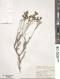 Limonium suffruticosum image