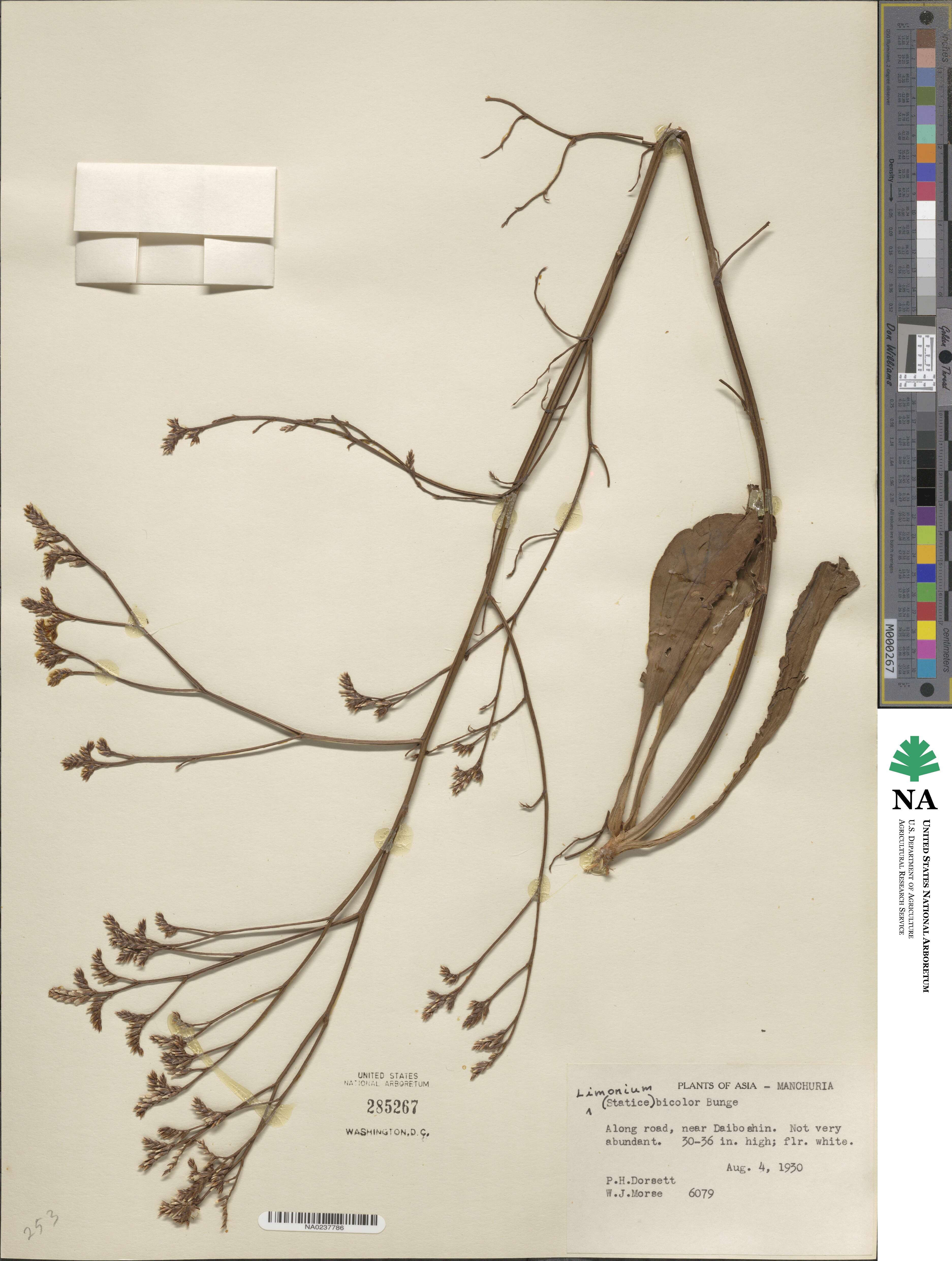 Limonium bicolor image