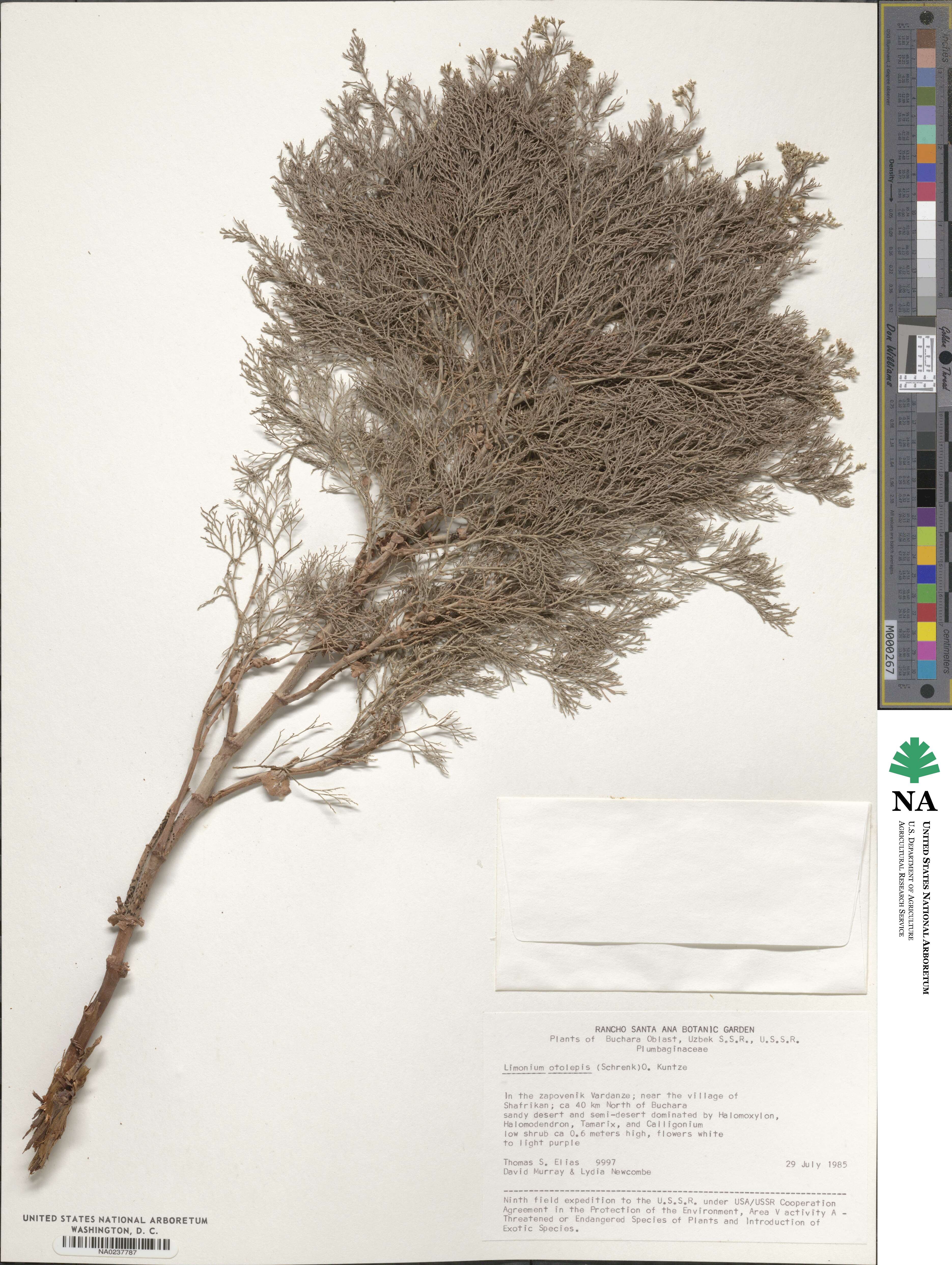 Limonium otolepis image