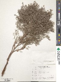 Limonium otolepis image