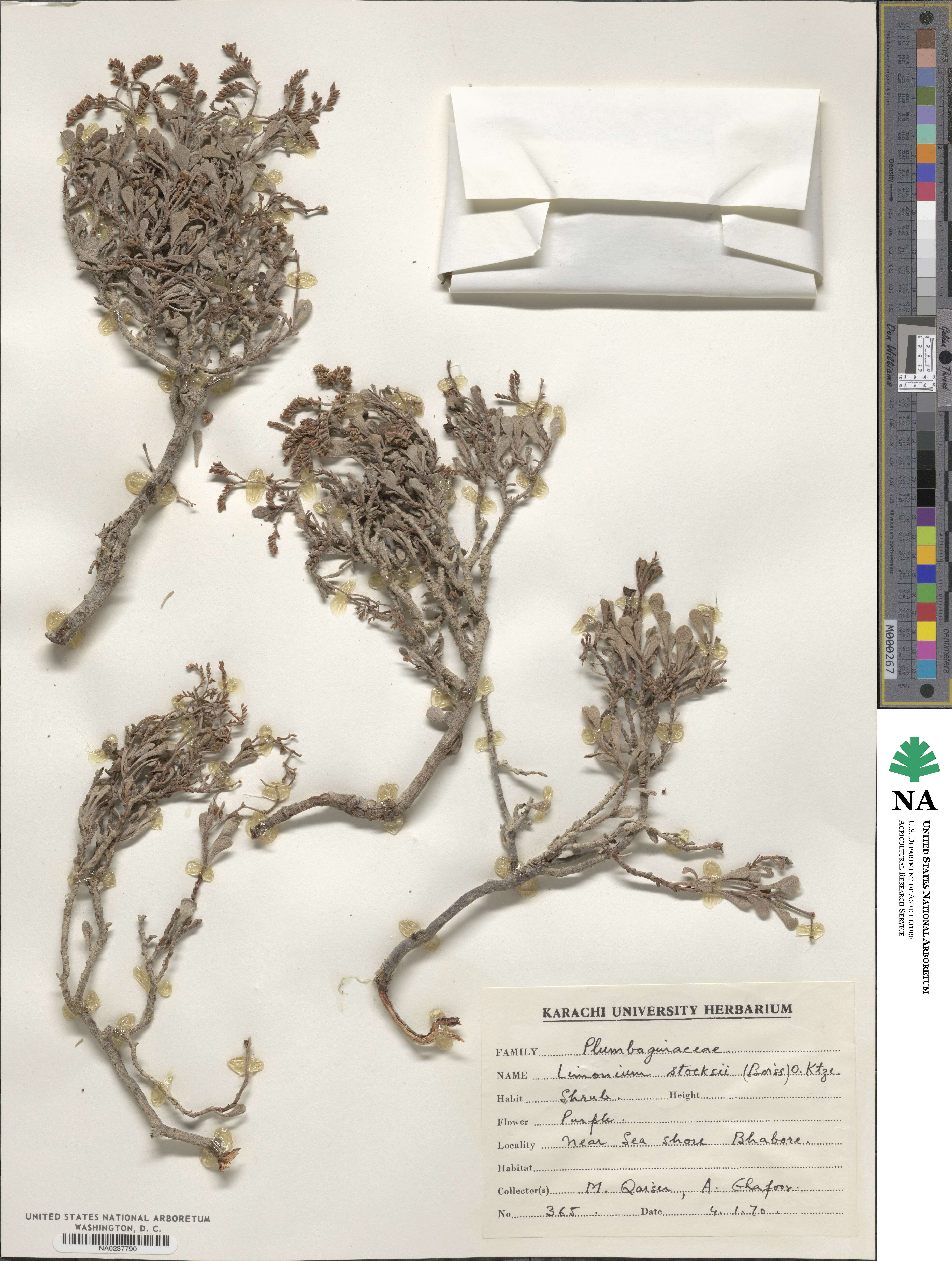 Limonium stocksii image