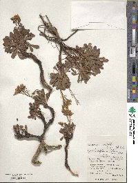 Limonium wrightii image