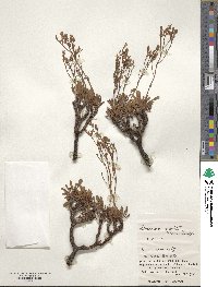 Limonium wrightii image