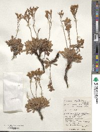 Limonium wrightii image