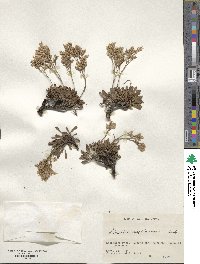 Limonium wrightii image