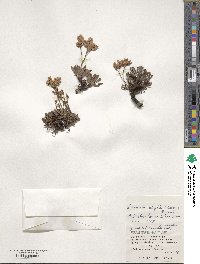 Limonium wrightii image