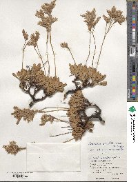 Limonium wrightii image