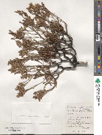 Limonium wrightii image