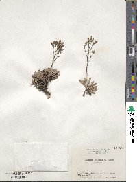 Limonium wrightii image