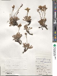 Limonium wrightii image