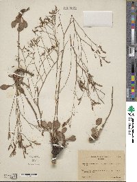 Limonium delicatulum image