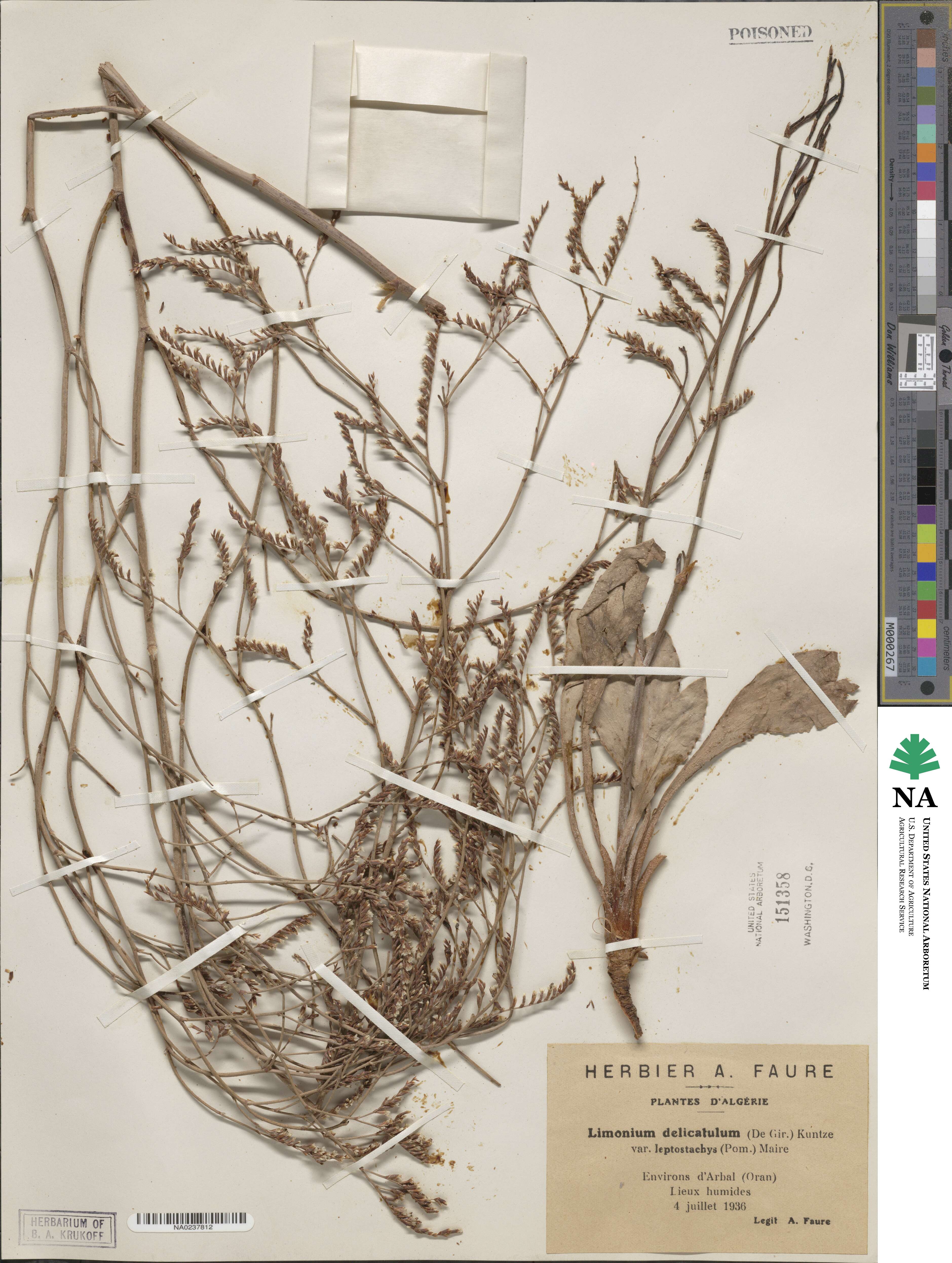 Limonium delicatulum image