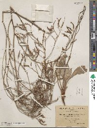 Limonium delicatulum image