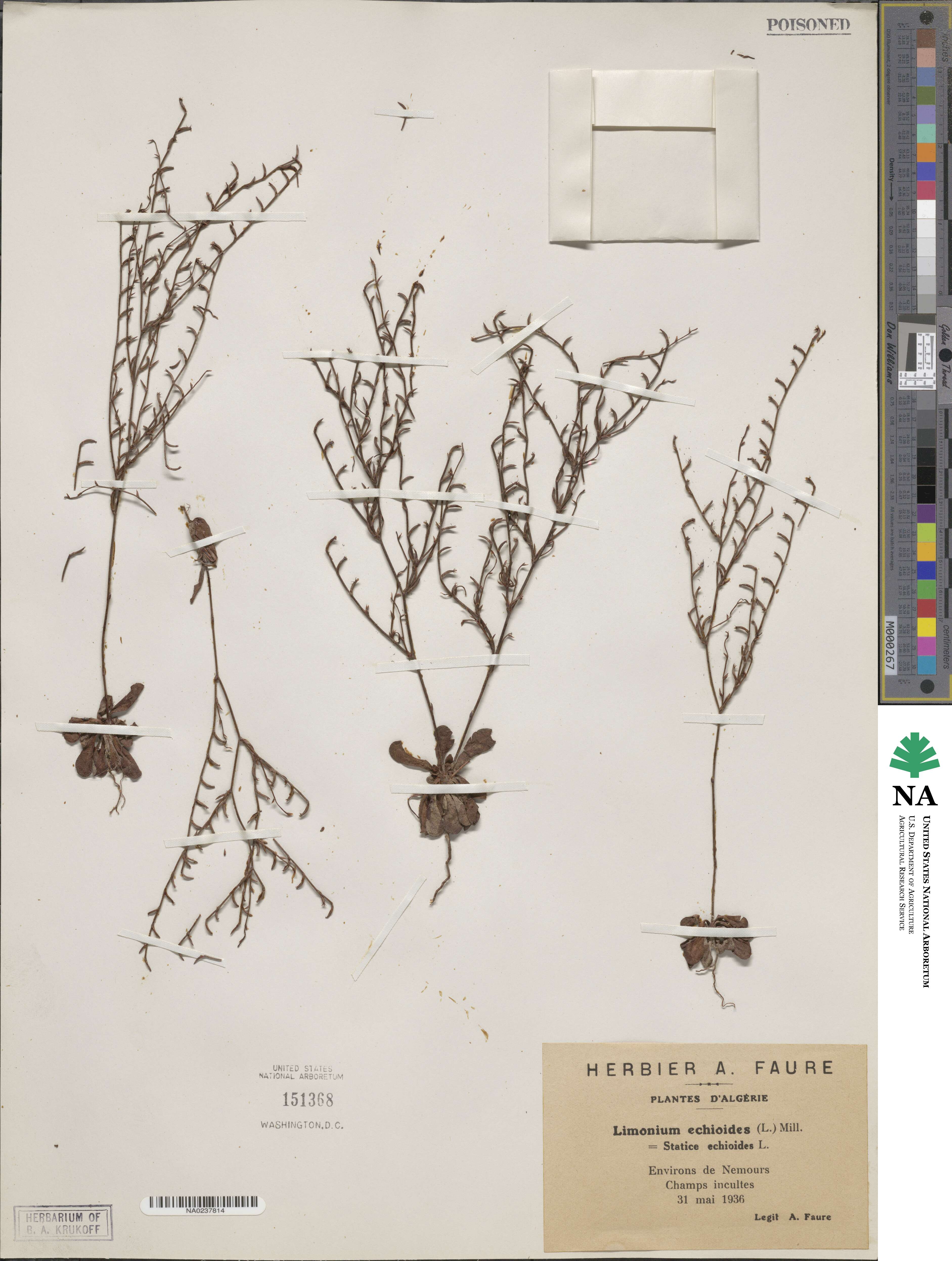 Limonium echioides image