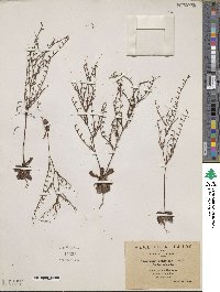 Limonium echioides image