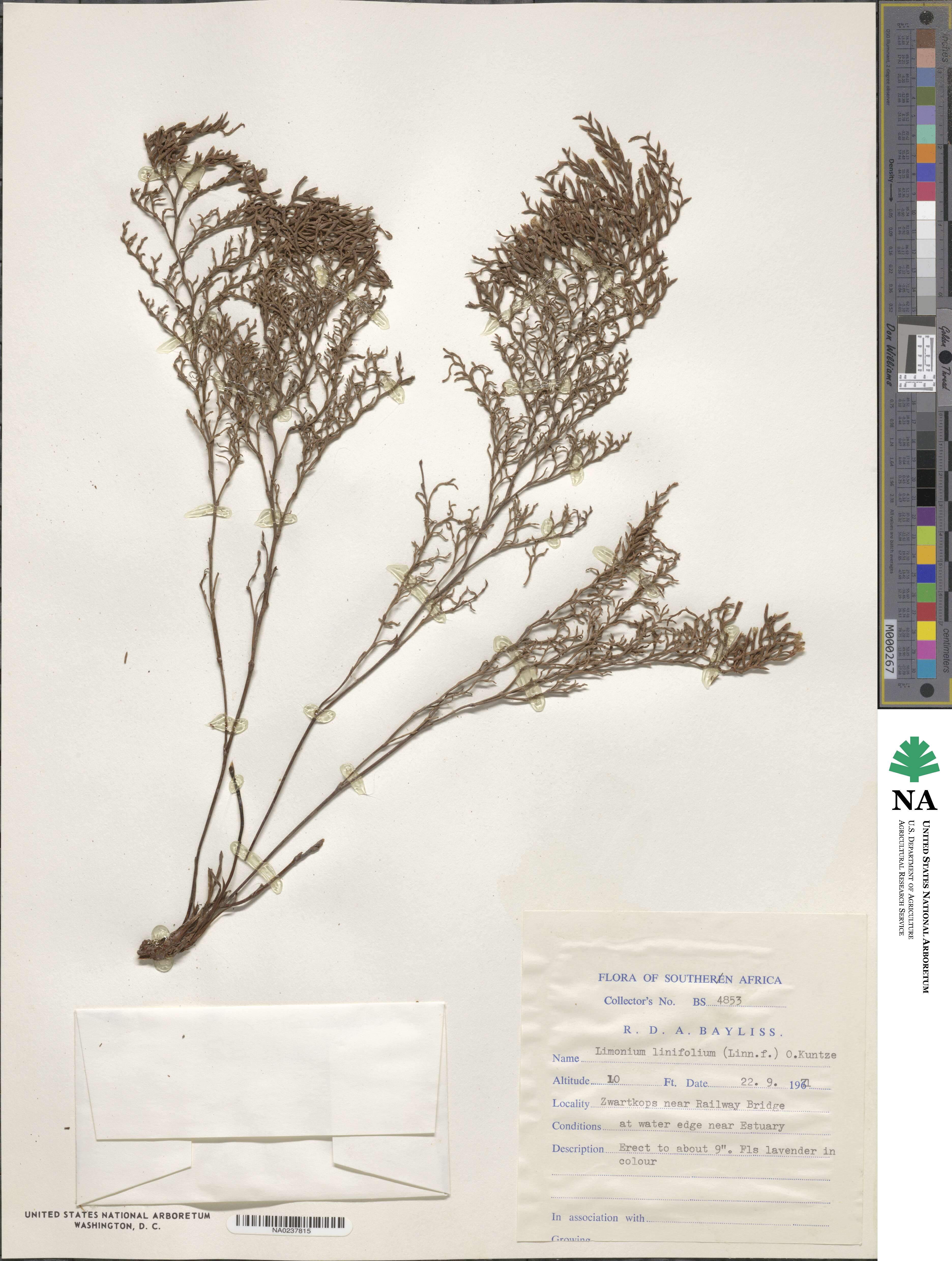 Limonium linifolium image