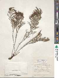 Image of Limonium linifolium