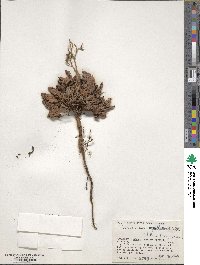 Image of Limonium papillatum