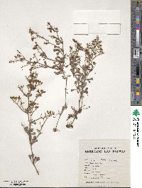 Limonium pectinatum image