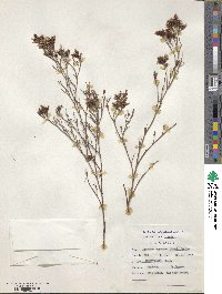 Limonium scabrum image