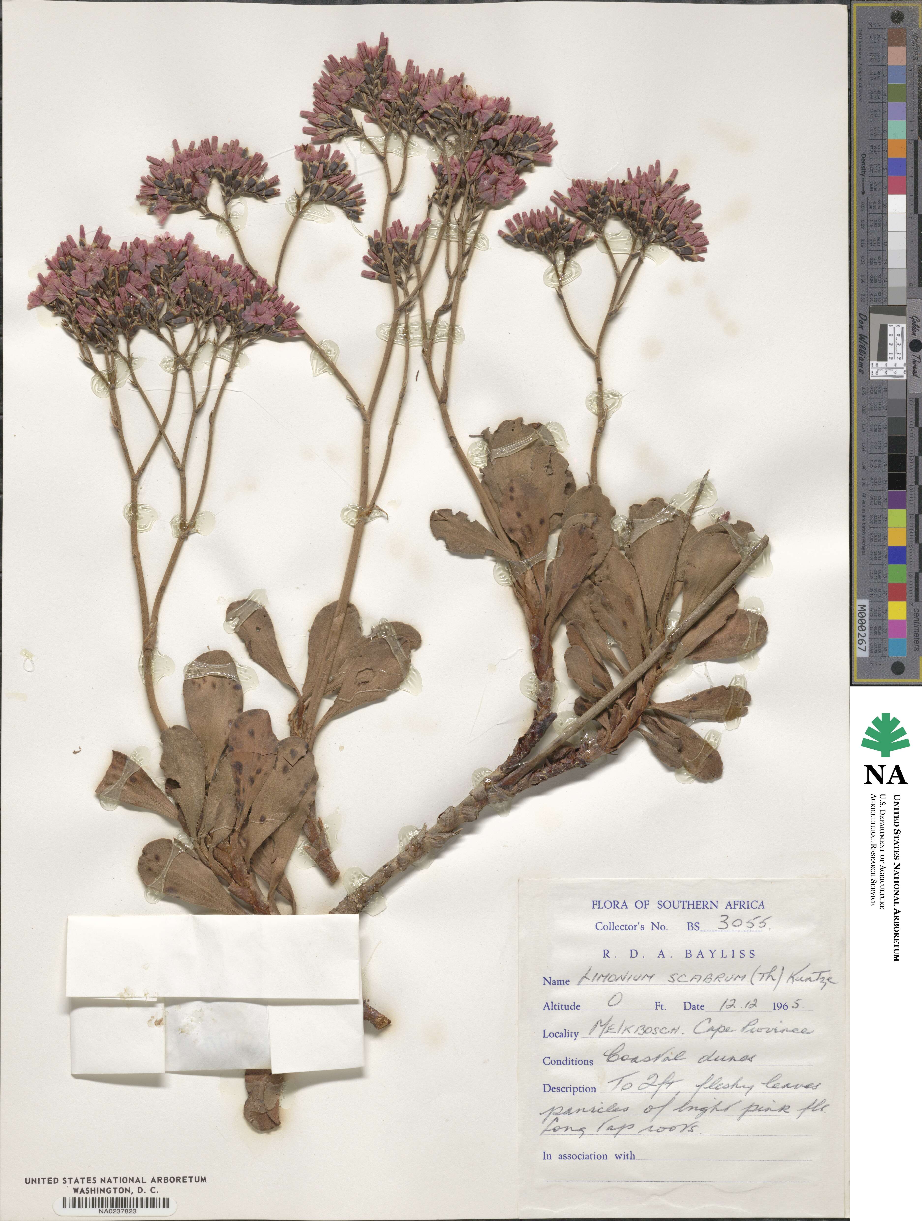 Limonium scabrum image