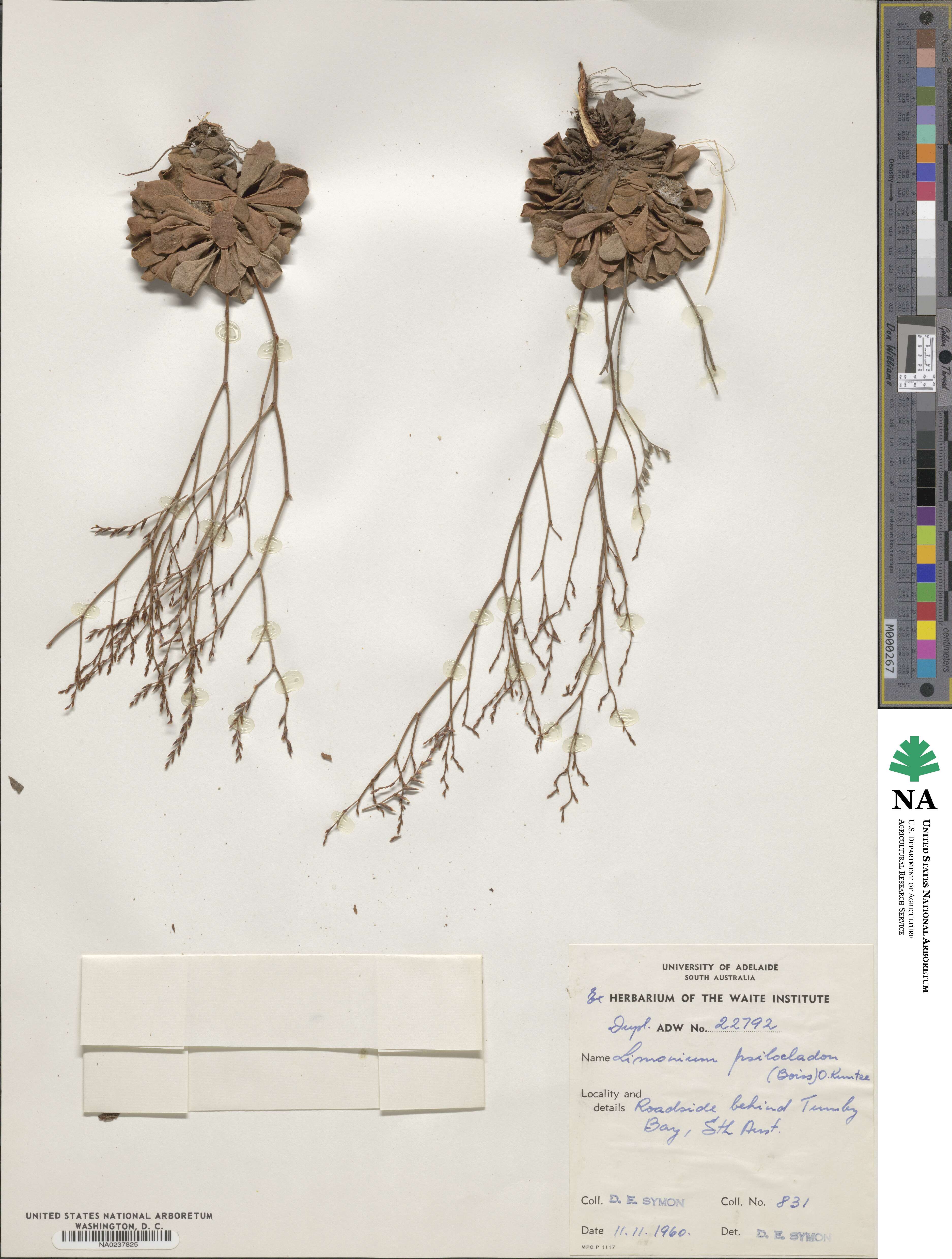 Limonium psilocladon image