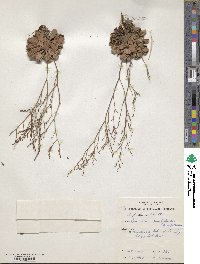 Image of Limonium psilocladon