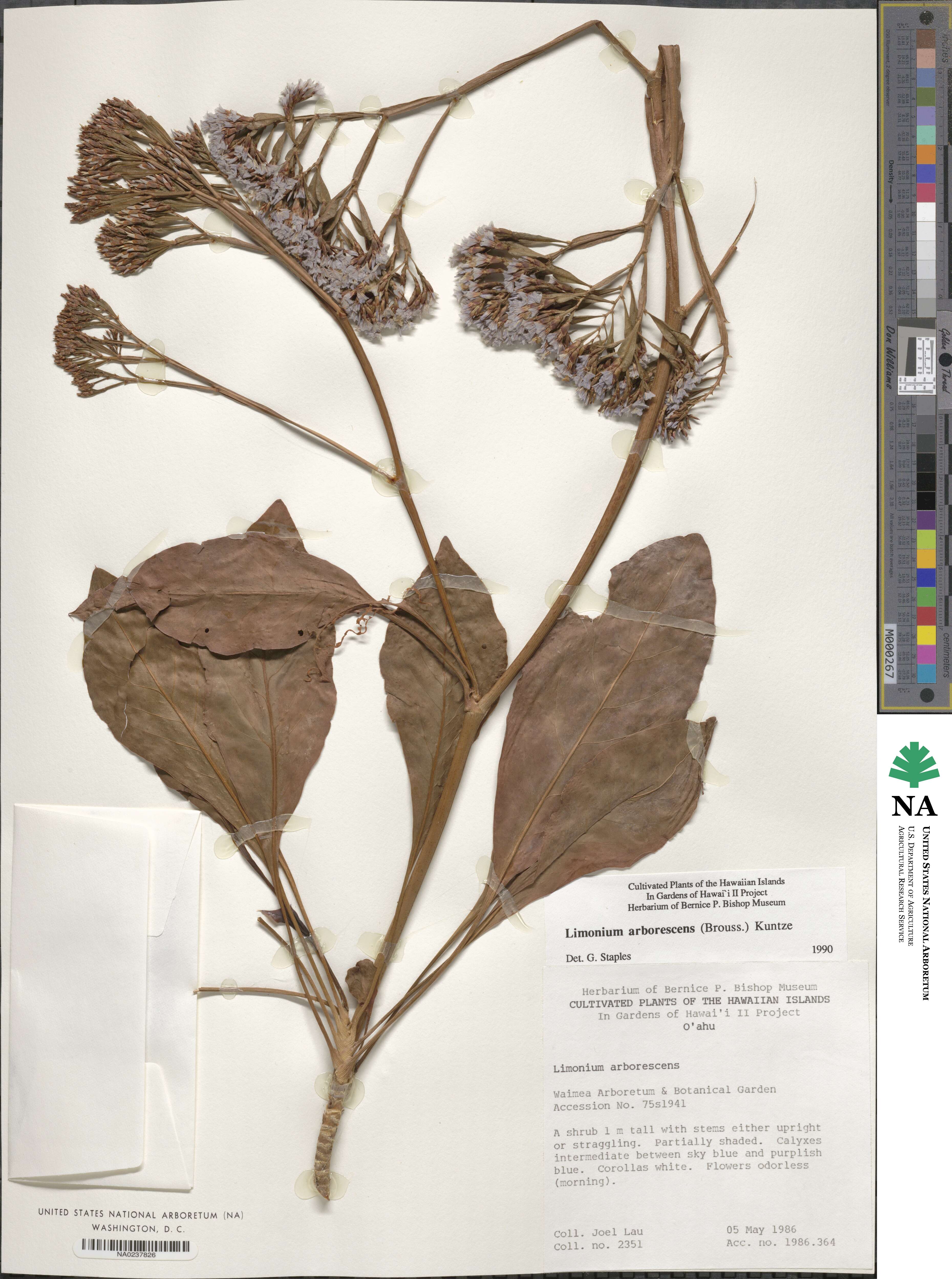 Limonium arboreum image