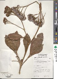 Image of Limonium arboreum