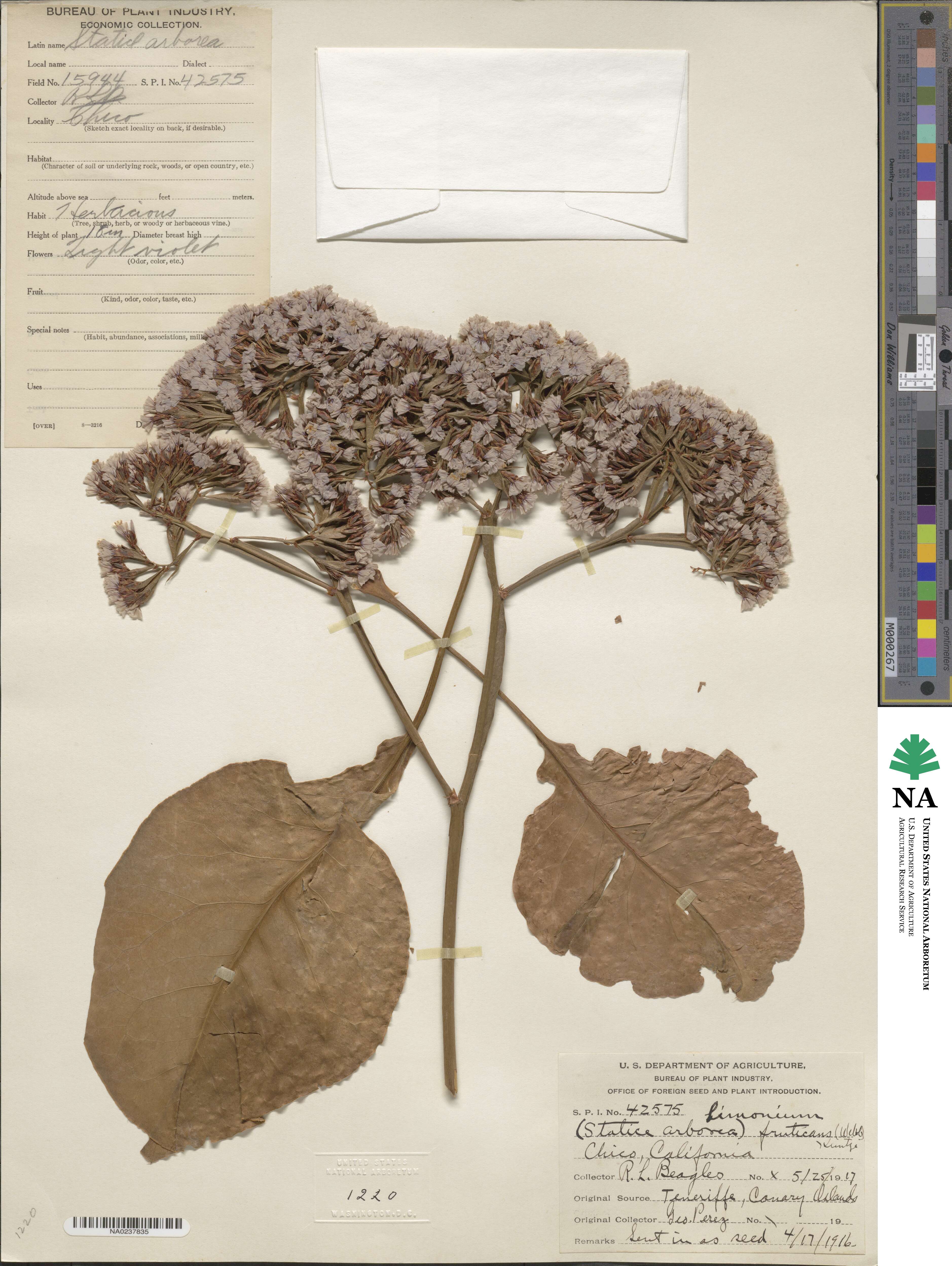 Limonium frutescens image