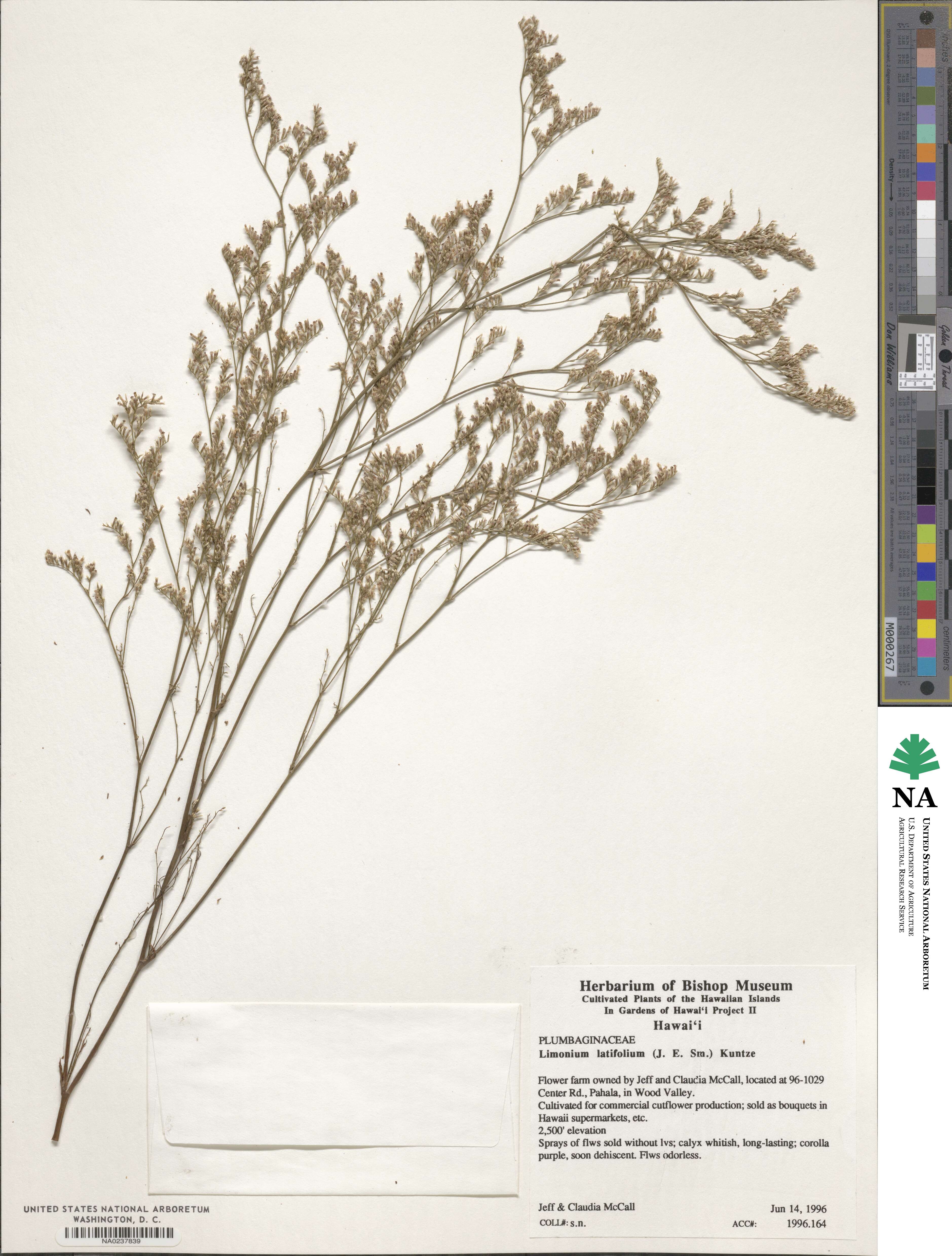 Limonium latifolium image