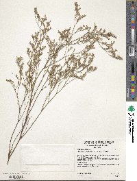 Image of Limonium latifolium