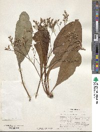 Limonium latifolium image