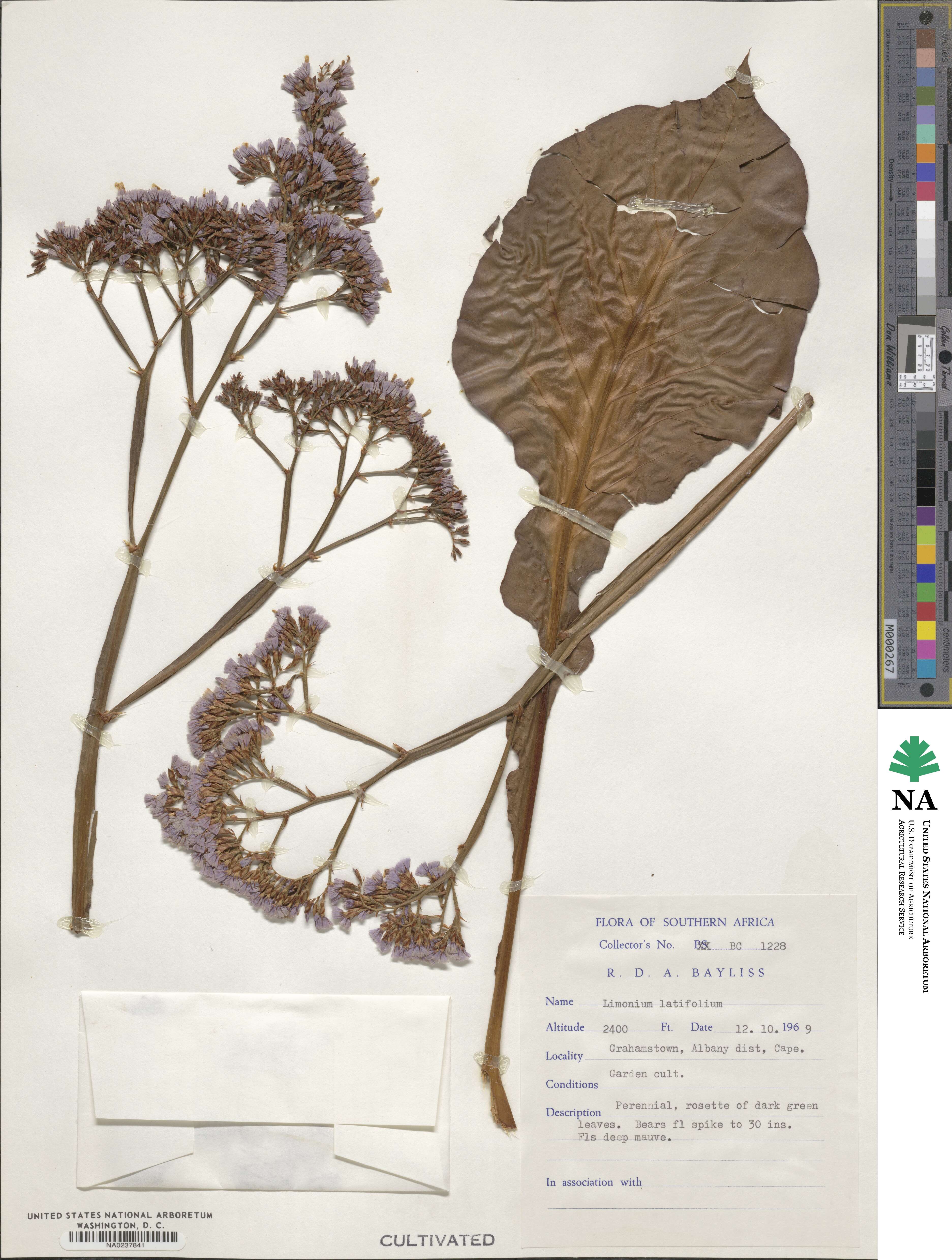 Limonium latifolium image