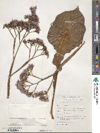 Limonium latifolium image