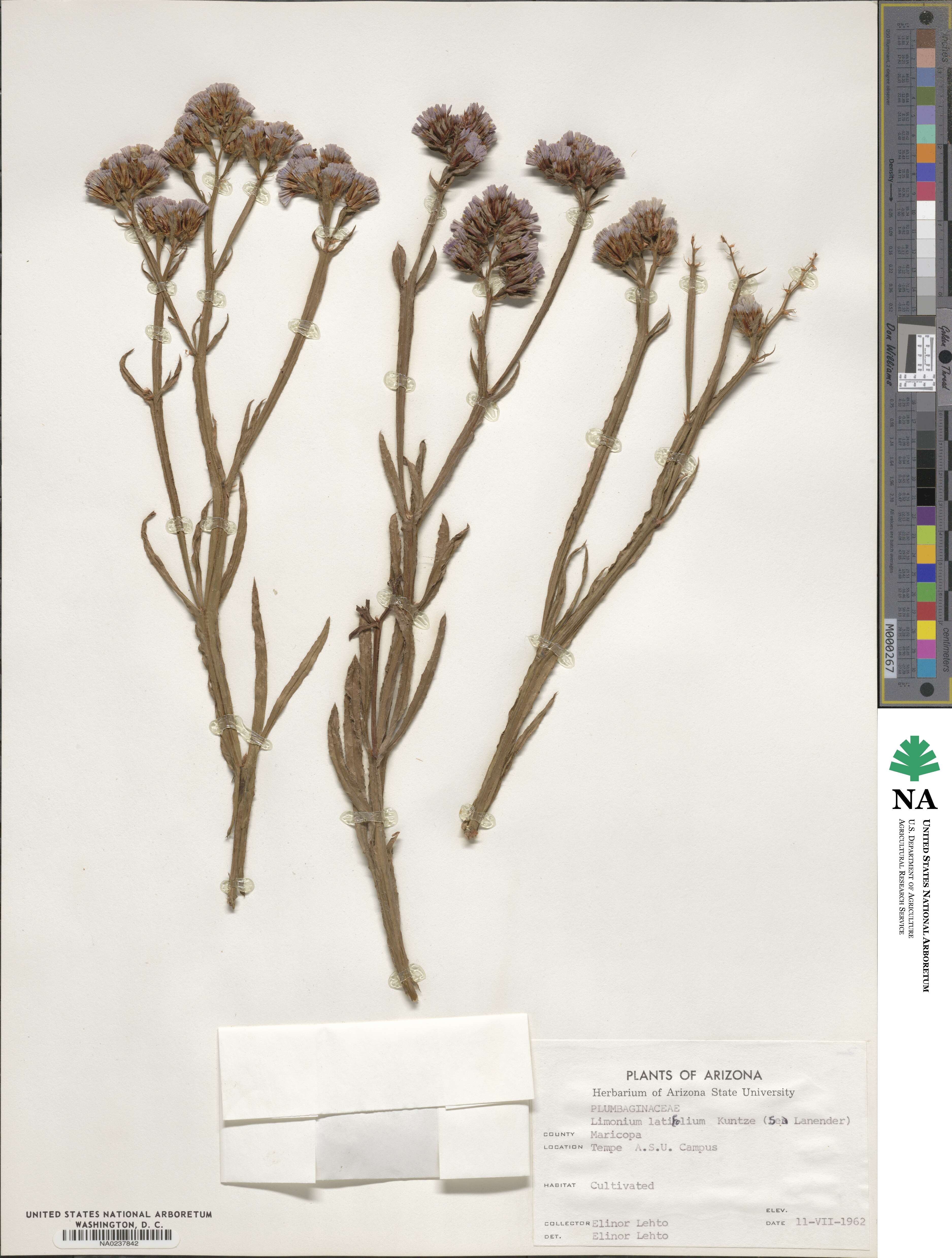 Limonium latifolium image