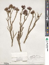 Limonium latifolium image