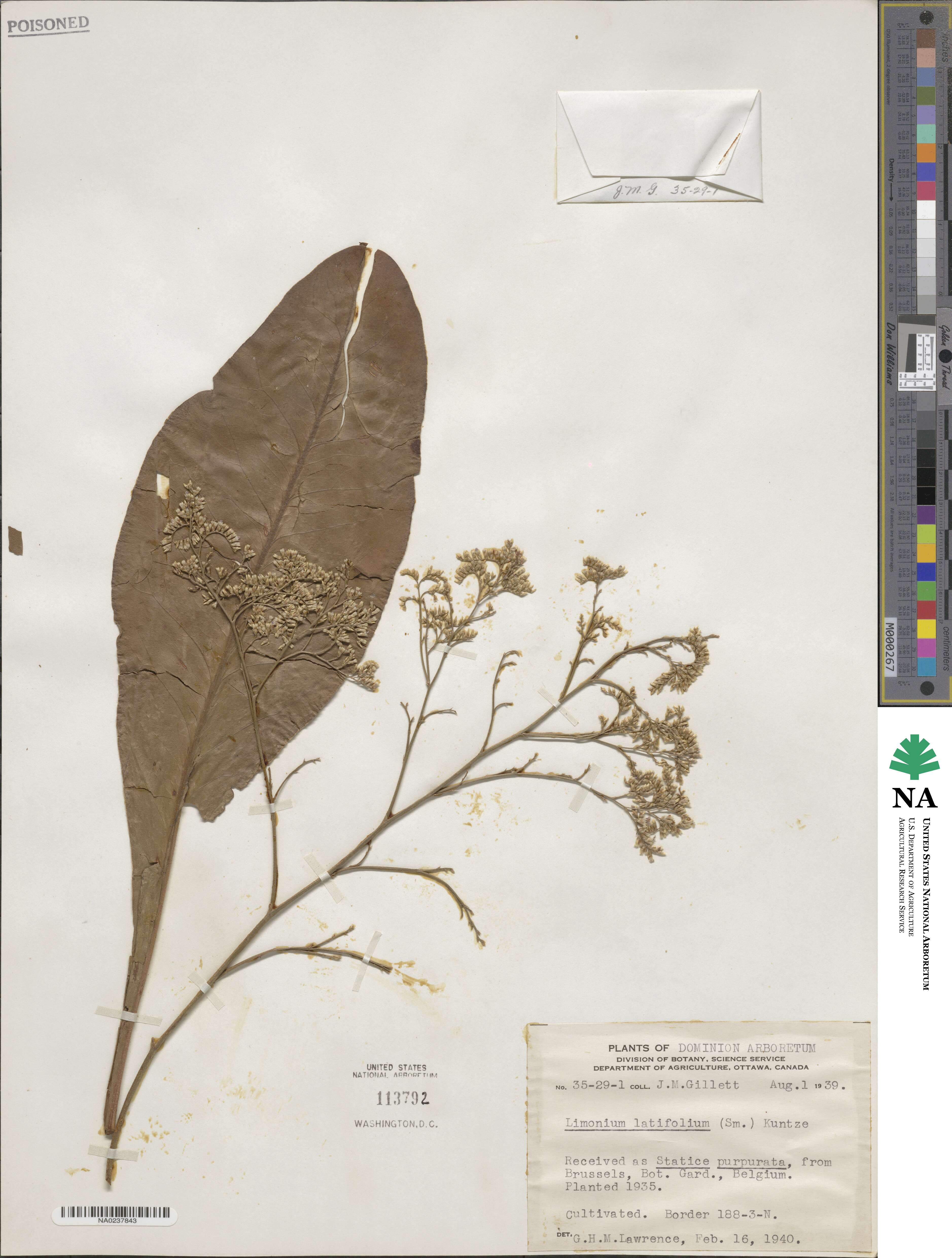Plumbaginaceae image