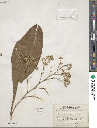 Limonium latifolium image