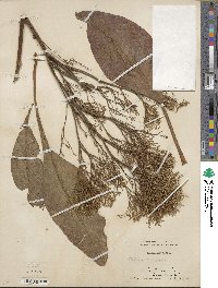 Limonium latifolium image