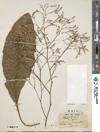 Limonium vulgare image