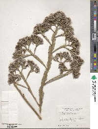 Image of Limonium macropterum