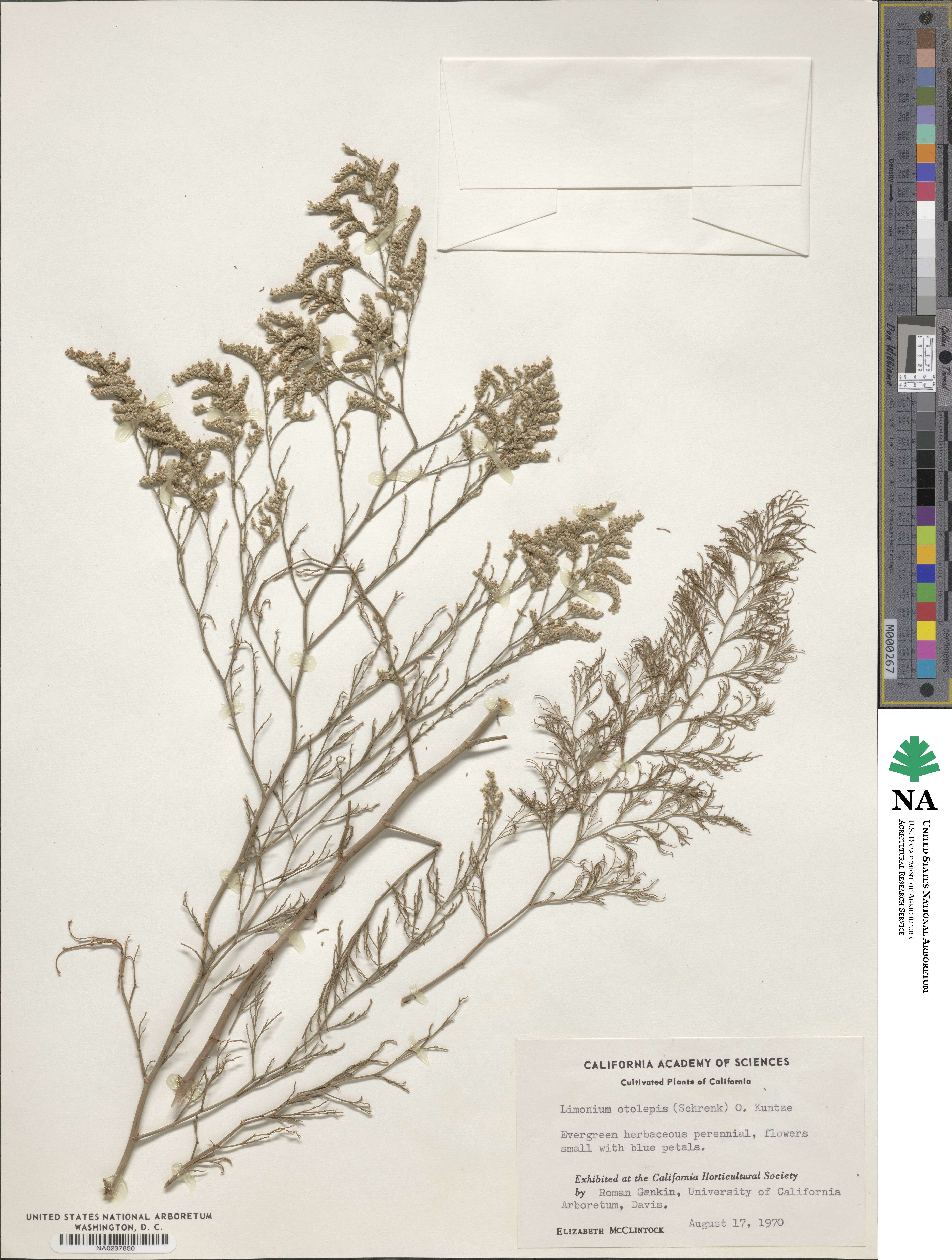 Limonium otolepis image