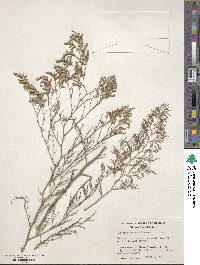 Limonium otolepis image