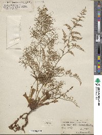 Limonium otolepis image