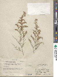 Limonium otolepis image