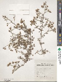 Limonium pectinatum image