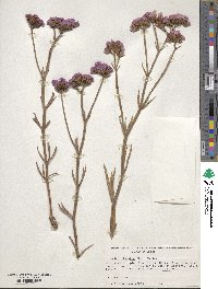 Limonium sinuatum image