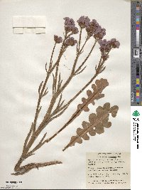 Limonium sinuatum image