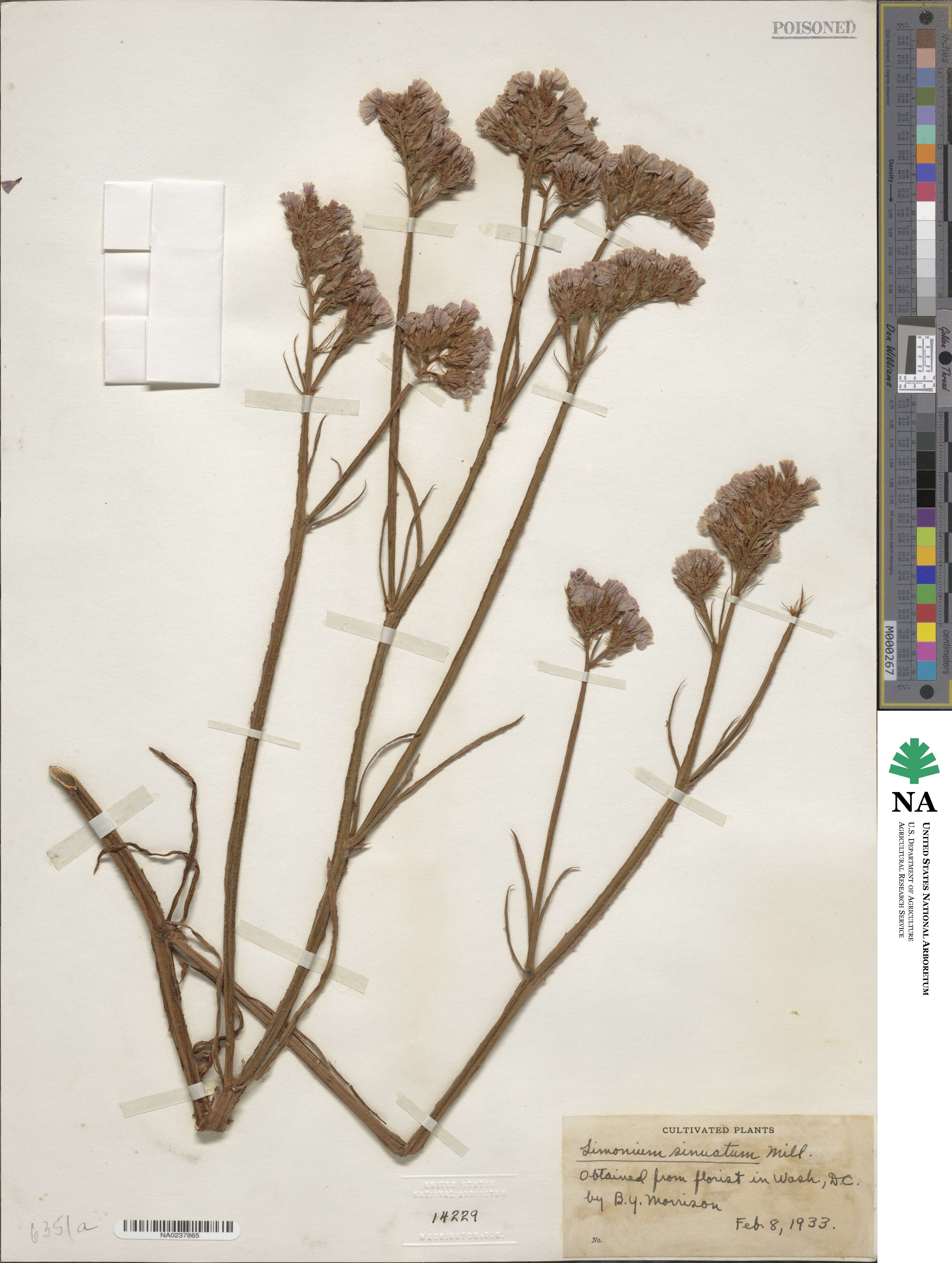 Limonium sinuatum image